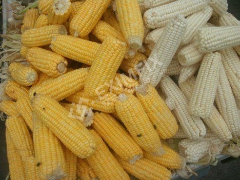 White and Yellow Corn